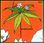 Star Flower